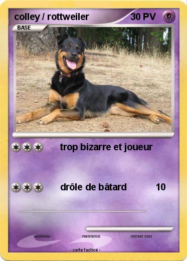 Pokemon colley / rottweiler