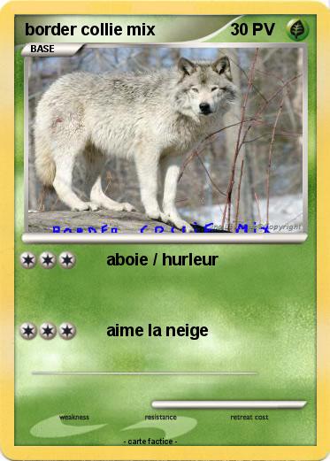 Pokemon border collie mix