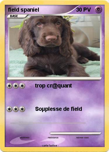 Pokemon field spaniel