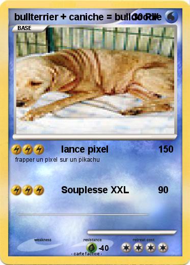 Pokemon bullterrier + caniche = bulldoodle