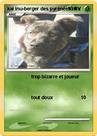 Pokemon kai inu-berger des pyrénées mix