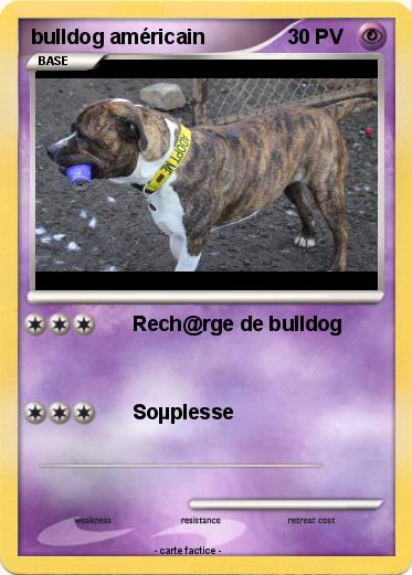 Pokemon bulldog américain