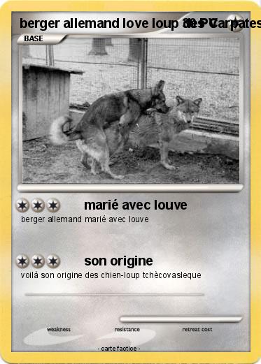 Pokemon berger allemand love loup des Carpates