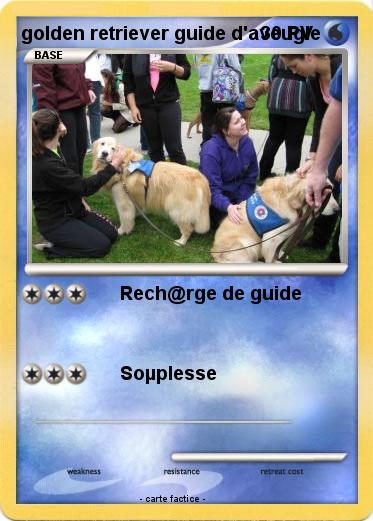 Pokemon golden retriever guide d'aveugle