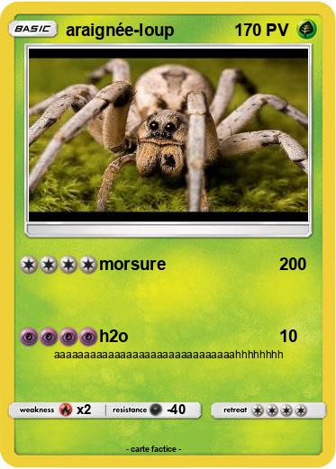 Pokemon araignée-loup