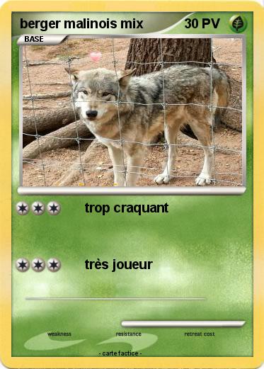 Pokemon berger malinois mix