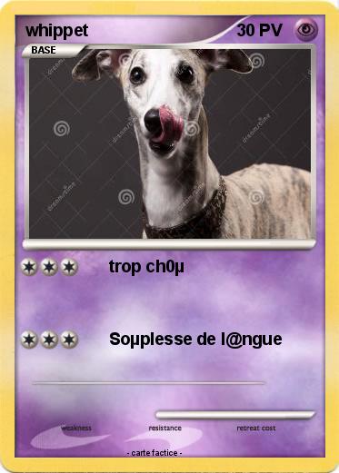 Pokemon whippet