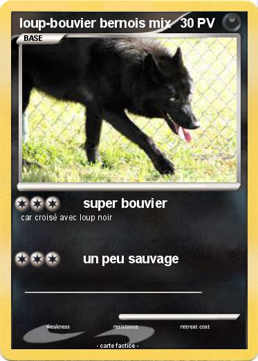 Pokemon loup-bouvier bernois mix