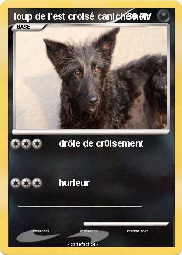 Pokemon loup de l'est croisé caniche noir