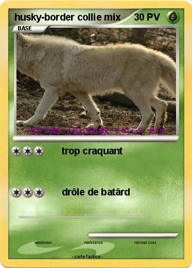 Pokemon husky-border collie mix