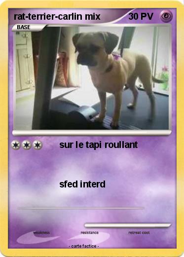 Pokemon rat-terrier-carlin mix