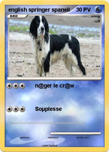 Pokemon english springer spaneil