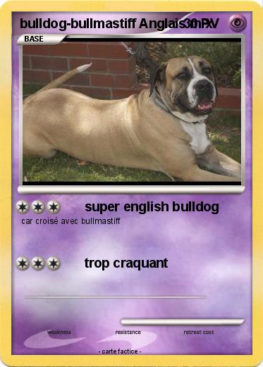 Pokemon bulldog-bullmastiff Anglais mix