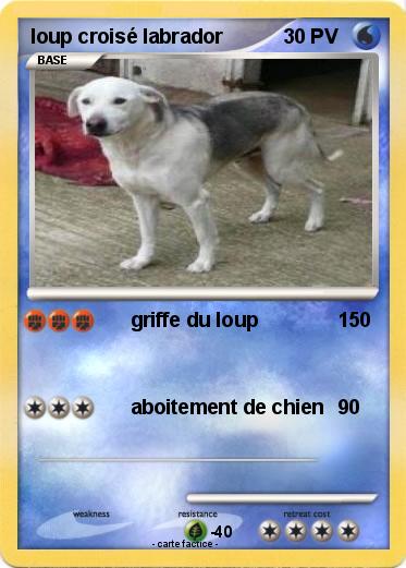 Pokemon loup croisé labrador