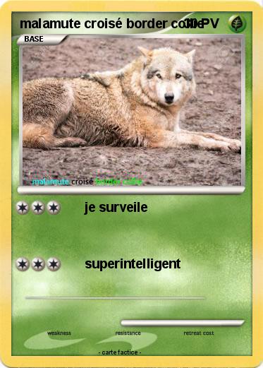 Pokemon malamute croisé border collie