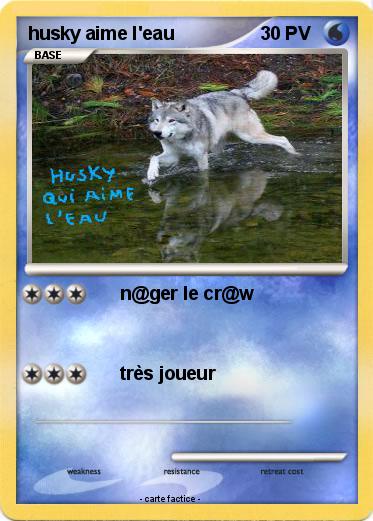 Pokemon husky aime l'eau