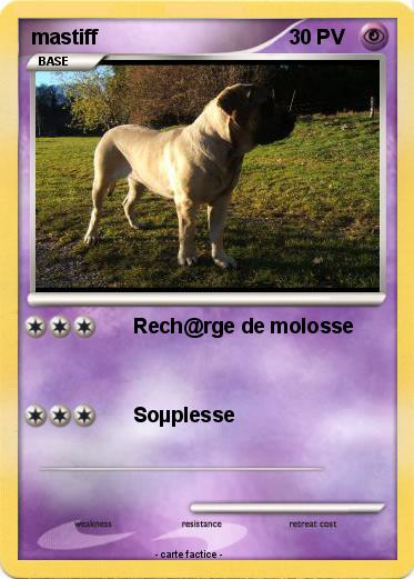 Pokemon mastiff