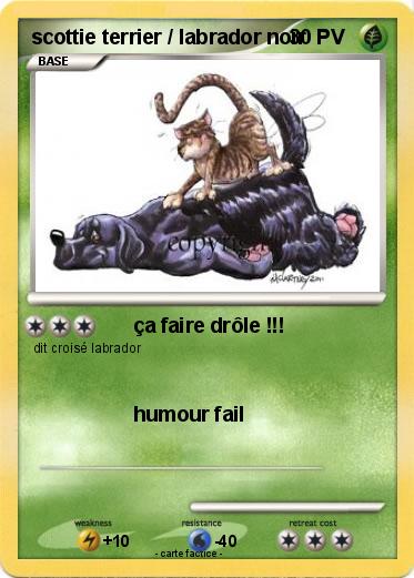 Pokemon scottie terrier / labrador noir