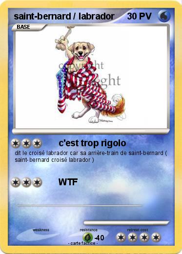 Pokemon saint-bernard / labrador