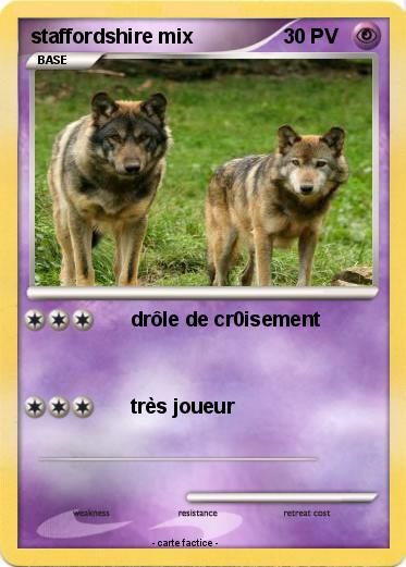 Pokemon staffordshire mix