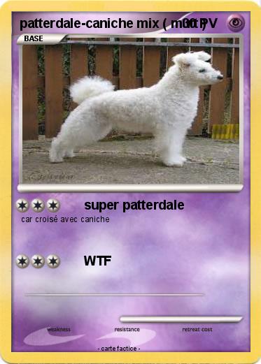 Pokemon patterdale-caniche mix ( mutt )
