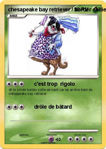 Pokemon chesapeake bay retriever / border collie