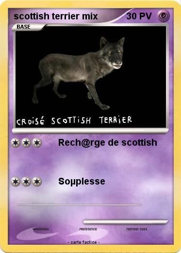 Pokemon scottish terrier mix