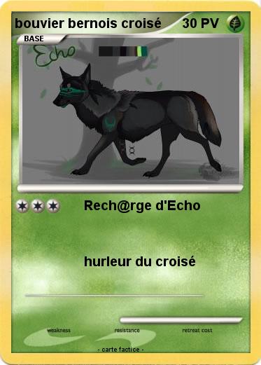 Pokemon bouvier bernois croisé