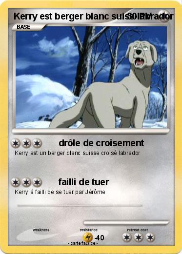 Pokemon Kerry est berger blanc suiss-labrador