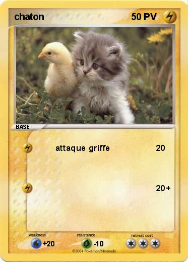 Pokemon chaton 