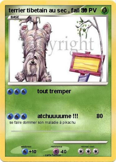 Pokemon terrier tibetain au sec , fail !!!