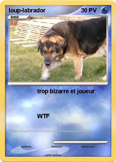 Pokemon loup-labrador