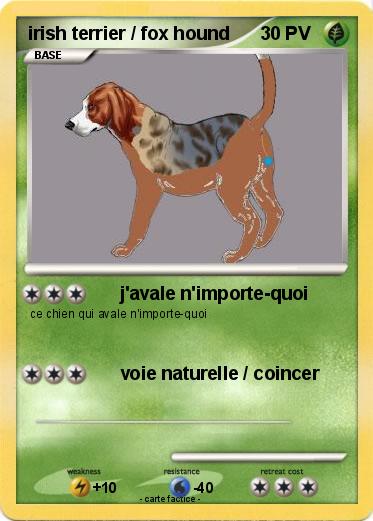 Pokemon irish terrier / fox hound