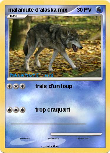Pokemon malamute d'alaska mix