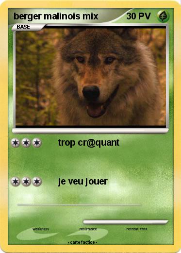 Pokemon berger malinois mix
