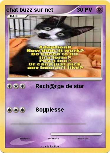 Pokemon chat buzz sur net