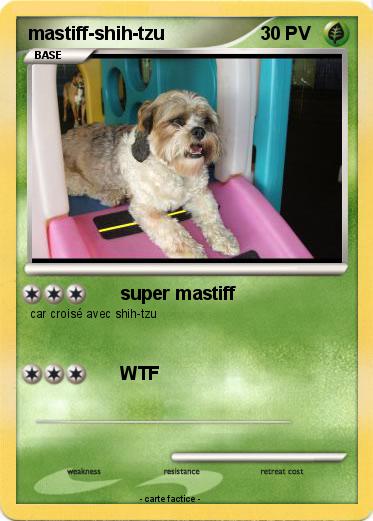 Pokemon mastiff-shih-tzu