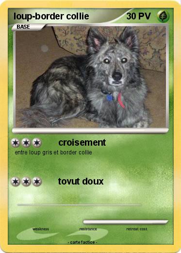 Pokemon loup-border collie