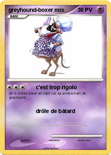 Pokemon greyhound-boxer mix