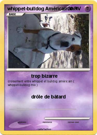 Pokemon whippet-bulldog Américain mix
