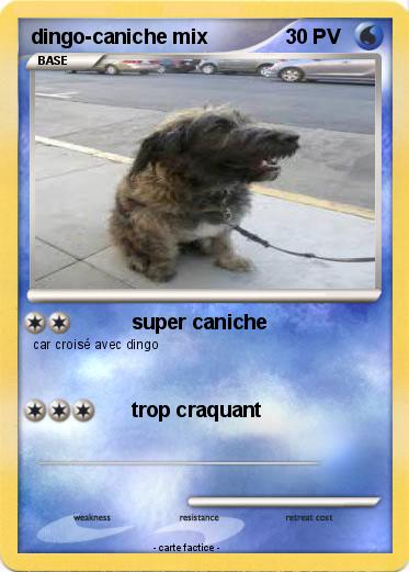 Pokemon dingo-caniche mix