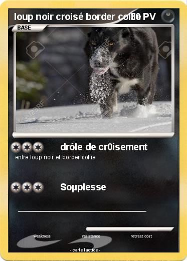 Pokemon loup noir croisé border collie