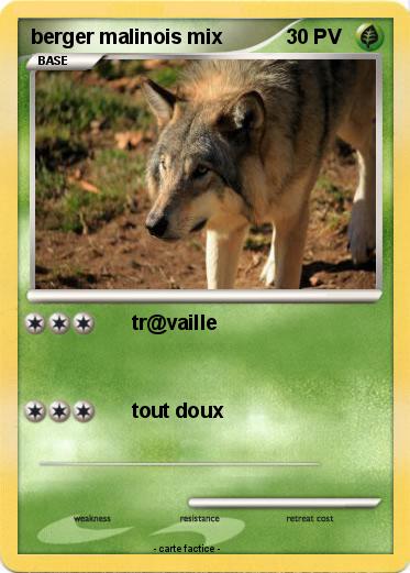 Pokemon berger malinois mix