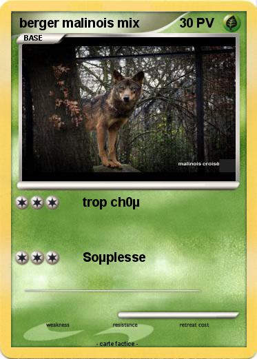 Pokemon berger malinois mix