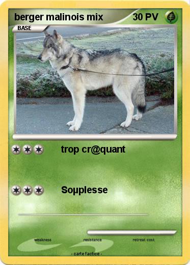 Pokemon berger malinois mix