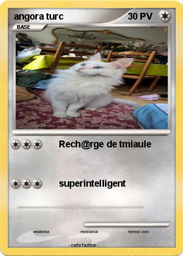 Pokemon angora turc