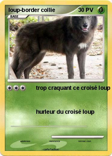 Pokemon loup-border collie