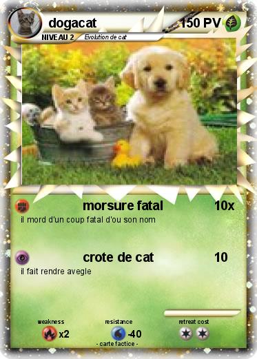 Pokemon dogacat