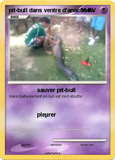 Pokemon pit-bull dans ventre d'anaconda