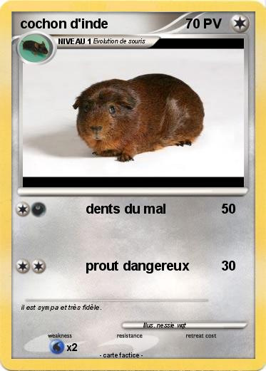 Pokemon cochon d'inde